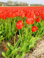 Jardin de Keukenhof  - 