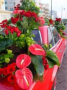 Jardin de Keukenhof  - 