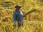 Nord du Laos - Rcolte du riz