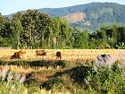 Nord du Laos - 