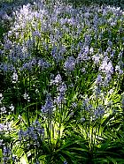 Brooklyn Garden - Hyacinthoides hispanica Excelsior