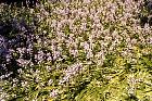Brooklyn Garden - Hyacinthoides hispanica Excelsior