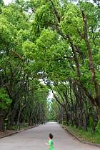 Kyoto - Jardin botanique