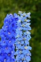 Kyoto - Delphinium