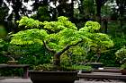 Kyoto - Jardin botanique