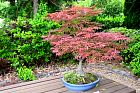 Kyoto - Acer palmatum benikagami