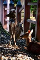 Nara - Kasuga-taisha