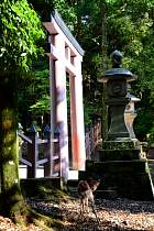 Nara - Kasuga-taisha