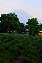 Mont Fuji - Fujikawaguchiko