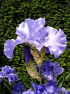 iris - Jaquina blue