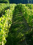 Arbois et Pupillin - 