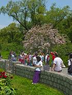 Brooklyn Garden - Kolwitzia amabilis