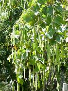 La Havane - Bauhinia