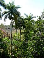 La Havane - Palmier royal