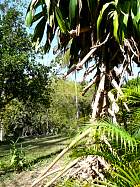 La Havane - Pandanus