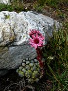 Col de Larche - Sempervivum arachnoideum