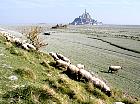 du Mont Saint-Michel à Saint-Malo  - Le Mont Saint-Michel et les prés salés