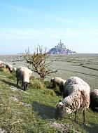 du Mont Saint-Michel à Saint-Malo  - Brebis Grévin