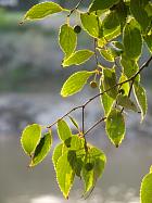 Libourne - Micocoulier