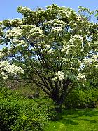 Brooklyn Garden - Lonicera mackii