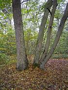 Luzarches - Chne et charme