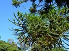 Tananarive - Araucaria