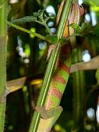 Montagne d'Ambre - Camlon furcifer pardalis