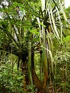 Montagne d'Ambre - Pandanus