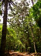 Montagne d'Ambre - Araucaria