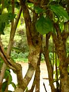 Montagne d'Ambre - Camlon calumma brevicorne endormi