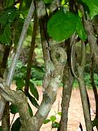 Montagne d'Ambre - Camlon calumma brevicorne endormi