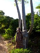 Diego-Suarez - Baobab