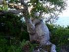 Diego-Suarez - Baobab