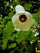 Brooklyn Garden - Magnolia sieboldii