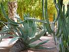 Marrakech - Jardin de Majorelle