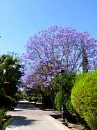 Marrakech - Jacaranda