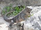 Ek-Balam, Cob, Tulum - Iguane