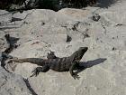 Ek-Balam, Cob, Tulum - Iguane