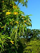 Chichen-Itz, Mayapan, Dzibilchaltun - Dzibilchaltun