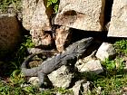 Uxmal (600-900) - Iguane