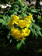 Uxmal (600-900) - Uxmal