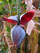 Marrakech - Bananier