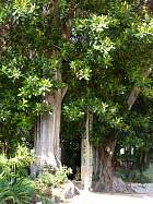 Menton - Ficus Macrophylla