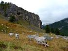 Vallée des Merveilles - La pimontaise, razza bovina Piemontese