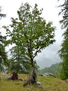 Vallée des Merveilles - Commensalisme du sorbier