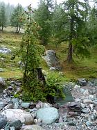 Vallée des Merveilles - Commensalisme du sorbier