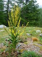 Vallée des Merveilles - 