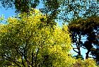 Camargue - Micocoulier