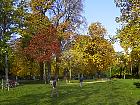 Parc Monceau (Paris) - Chêne des marais (rouge), mûrier, noyer