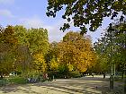 Parc Monceau (Paris) - Premier plan : érable plane